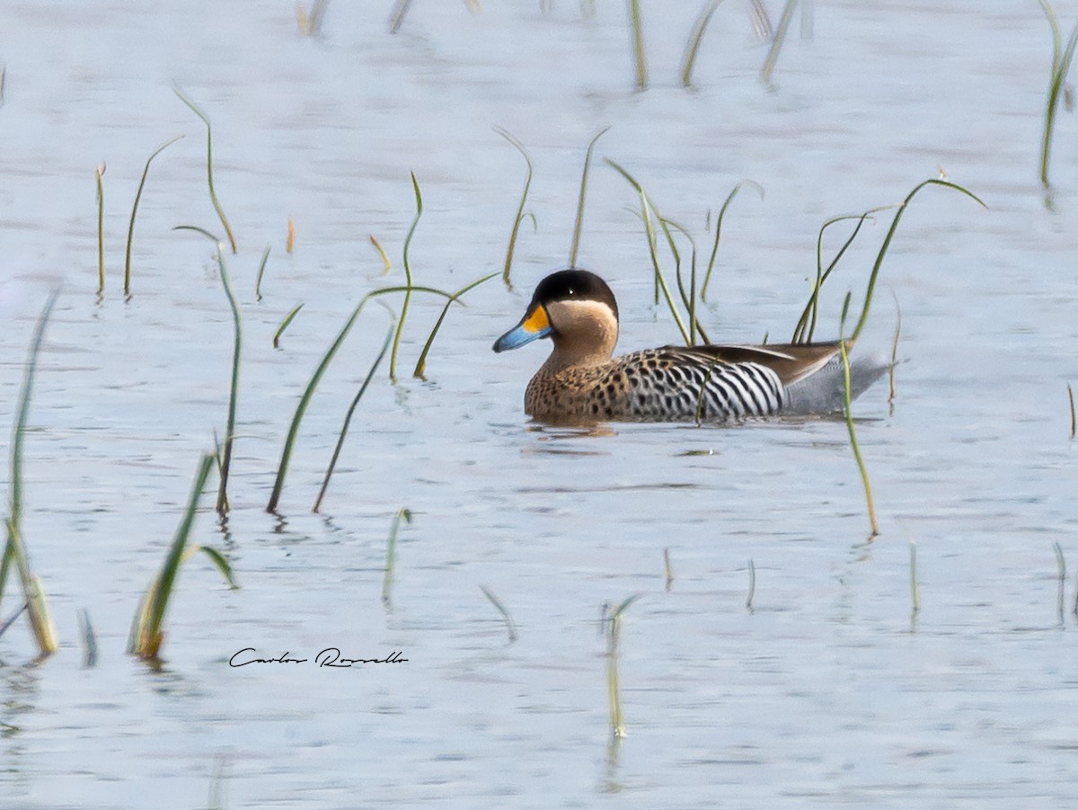 Silver Teal - Carlos Rossello