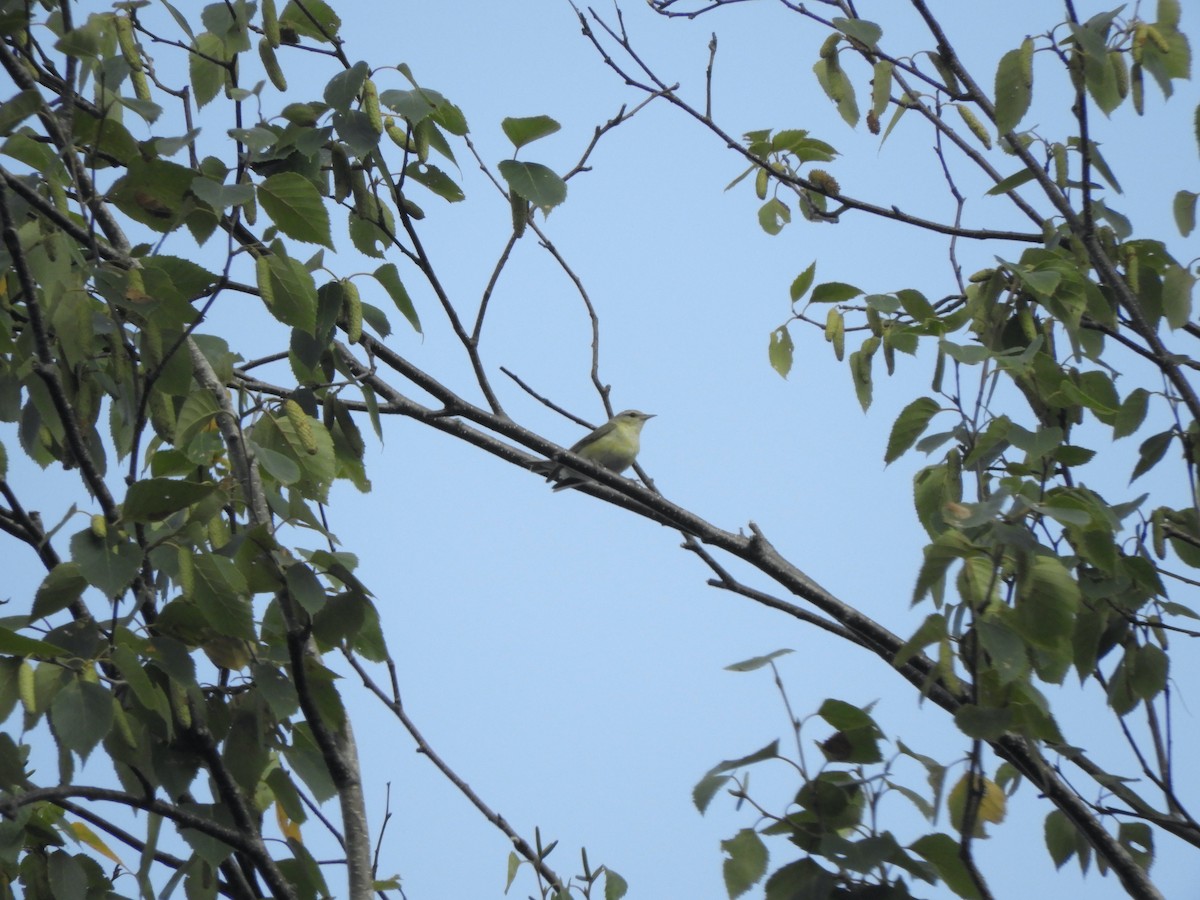 Tennessee Warbler - ML359887821