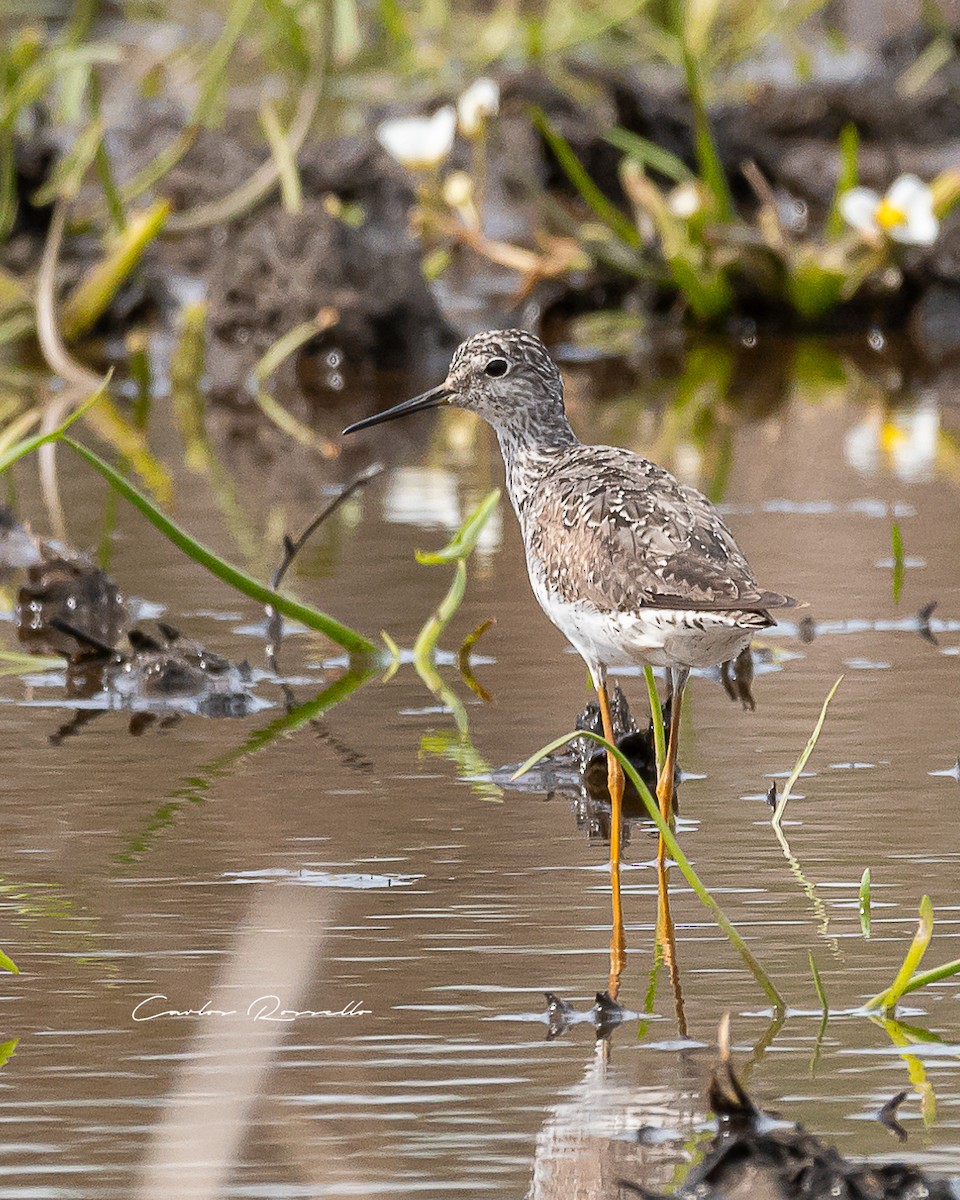 Lesser Yellowlegs - ML359888401