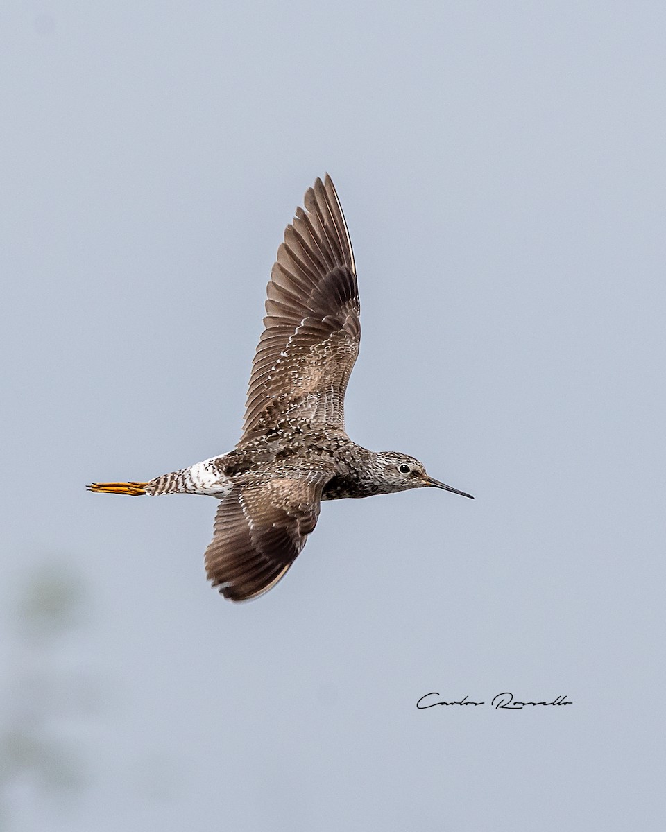 Lesser Yellowlegs - Carlos Rossello