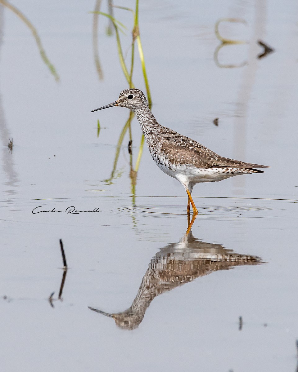 Lesser Yellowlegs - ML359888511