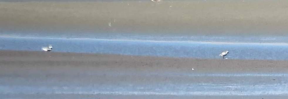 Black-bellied Plover - ML359888831