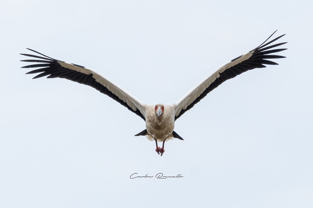 Maguari Stork - Carlos Rossello