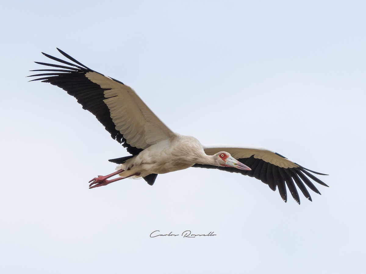 Maguari Stork - Carlos Rossello