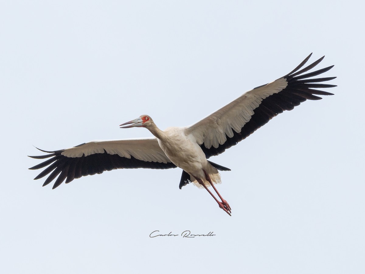 Maguari Stork - Carlos Rossello