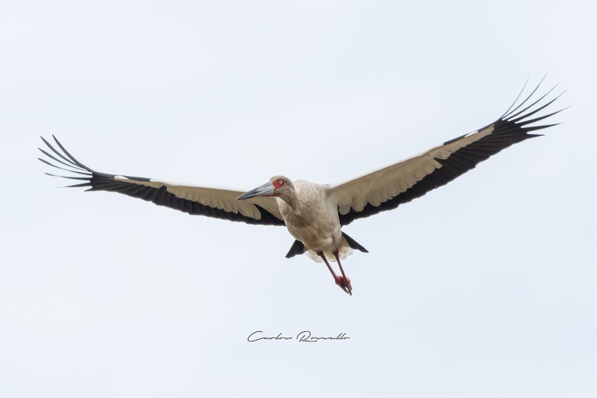 Maguari Stork - Carlos Rossello