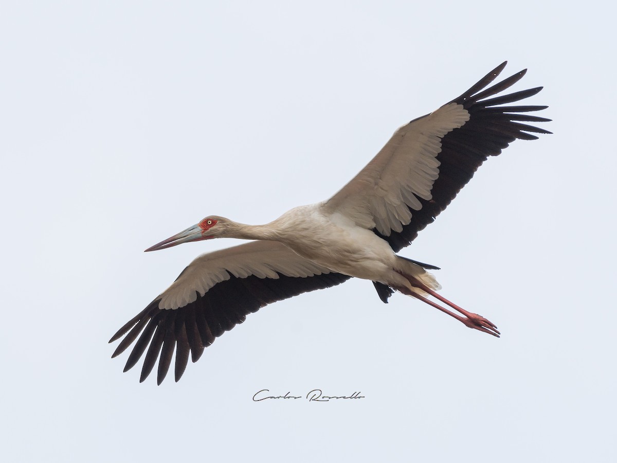 Maguari Stork - Carlos Rossello