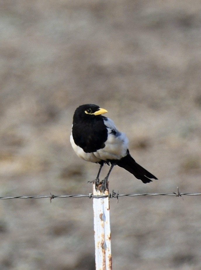 Yellow-billed Magpie - ML359889571