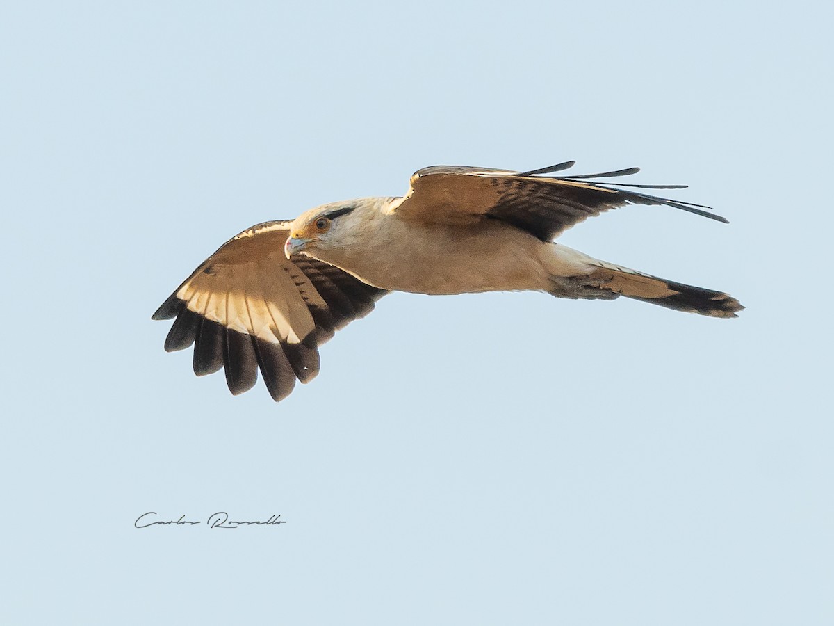 Caracara à tête jaune - ML359890071