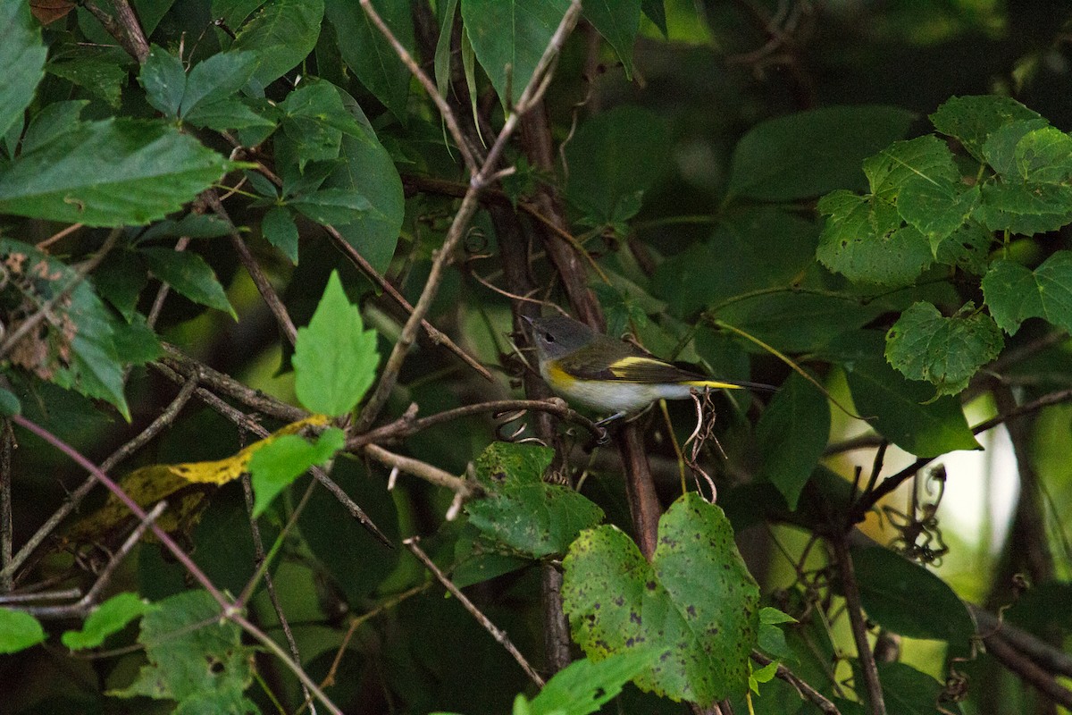 American Redstart - ML359890791