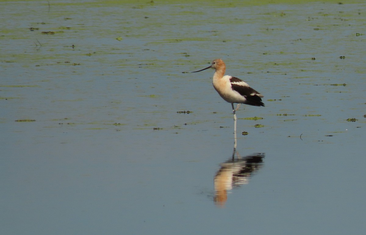 Avocette d'Amérique - ML359891331