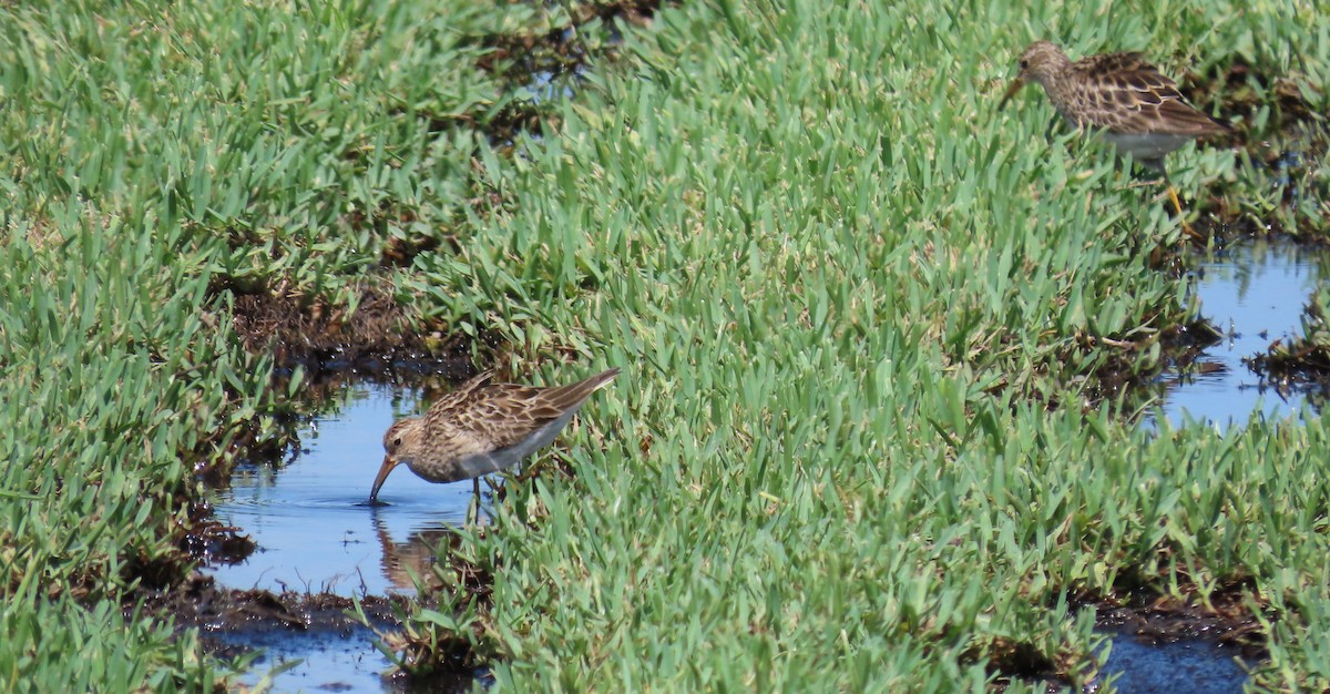 Pectoral Sandpiper - Susan Young