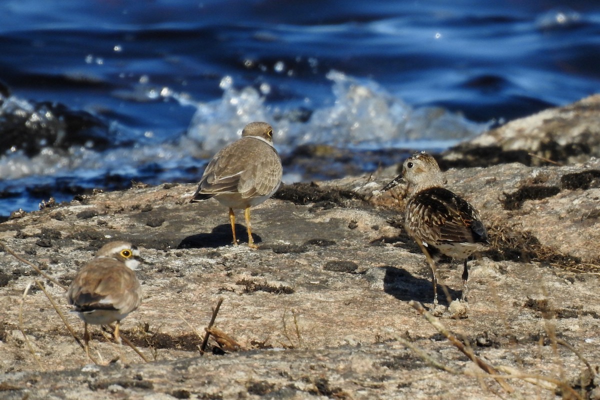 Dunlin - Pedro Moreira