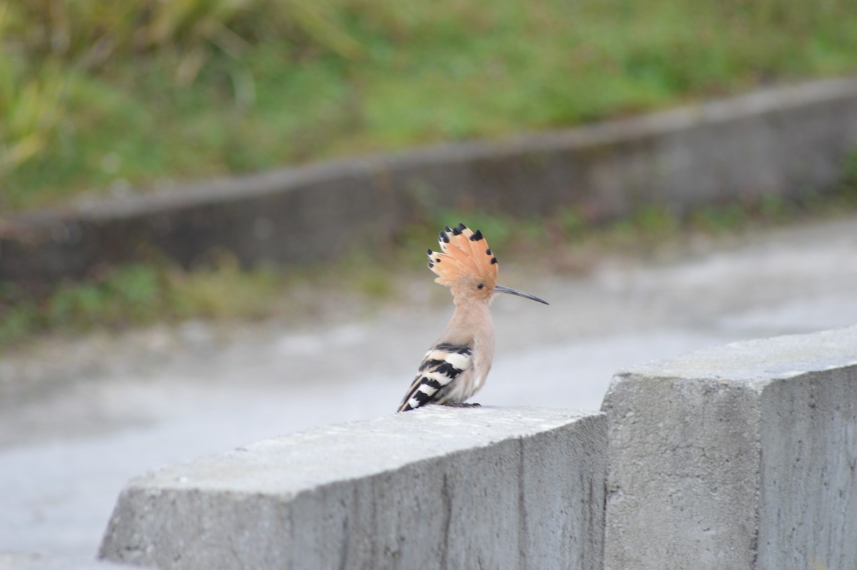 Eurasian Hoopoe - ML359892521