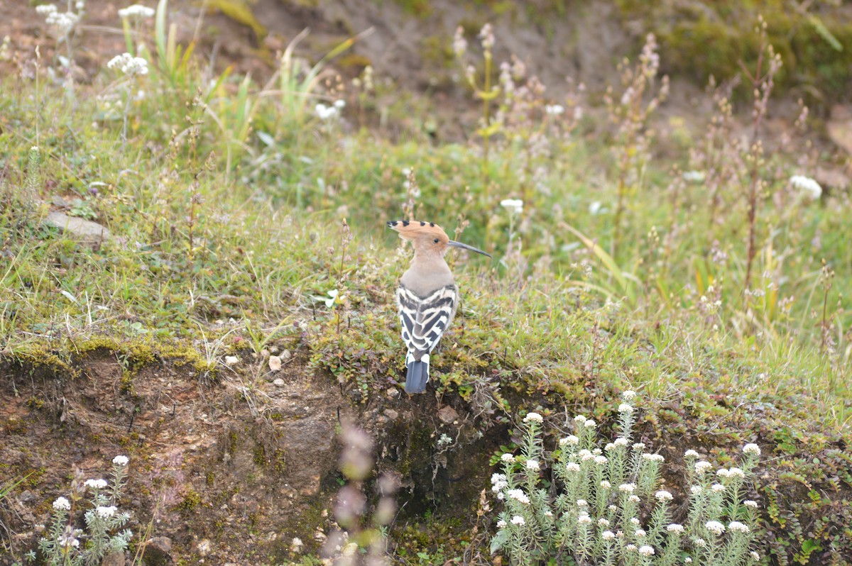 Eurasian Hoopoe - ML359892541