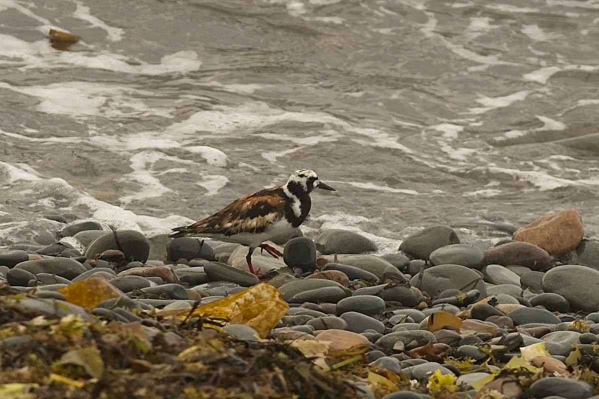 翻石鷸 - ML359898171