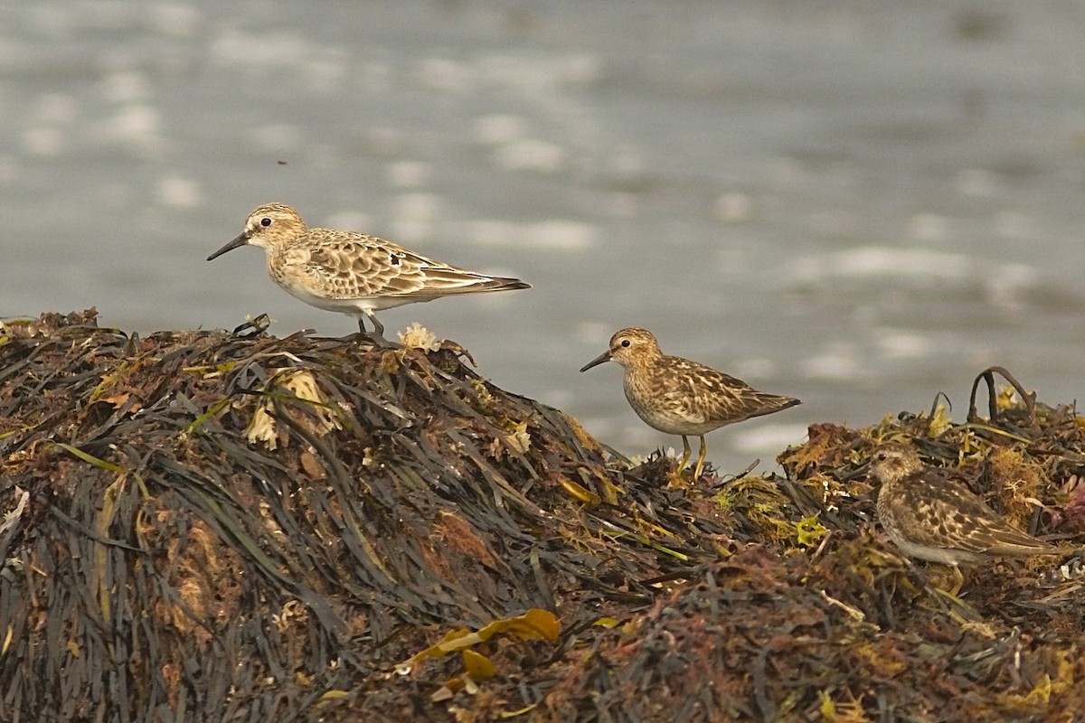 White-rumped Sandpiper - ML359898261