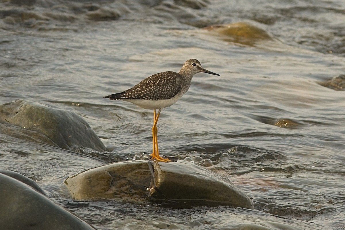 小黃腳鷸 - ML359898361