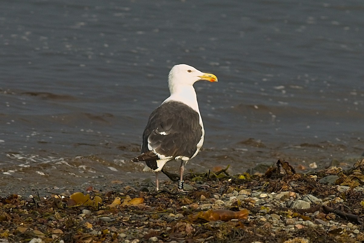 racek mořský - ML359898501