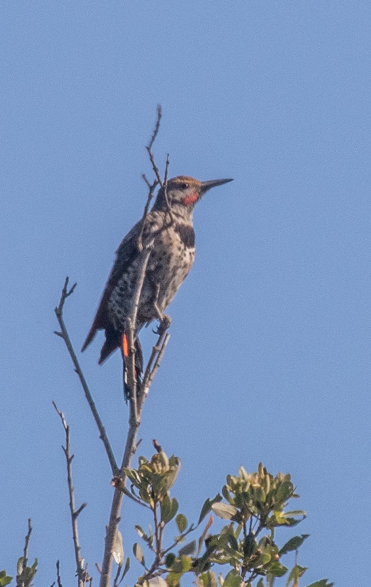 Northern Flicker (Red-shafted) - ML359898821