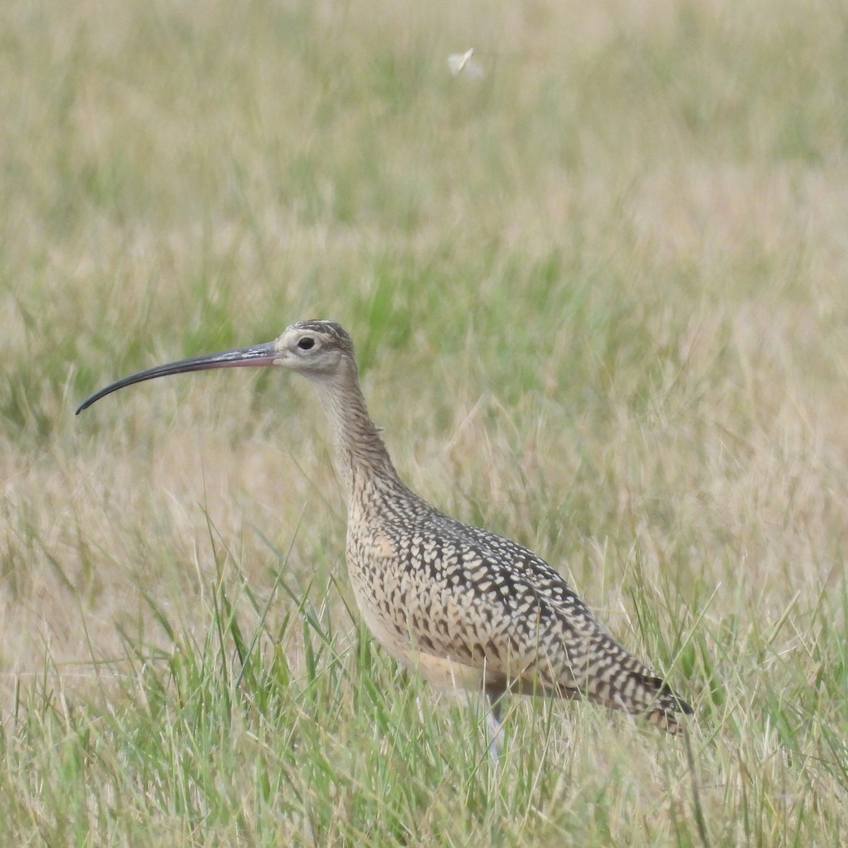 Long-billed Curlew - ML359902061