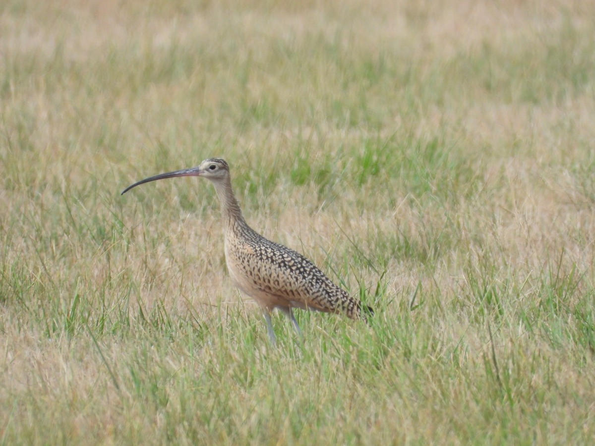 Long-billed Curlew - ML359902071