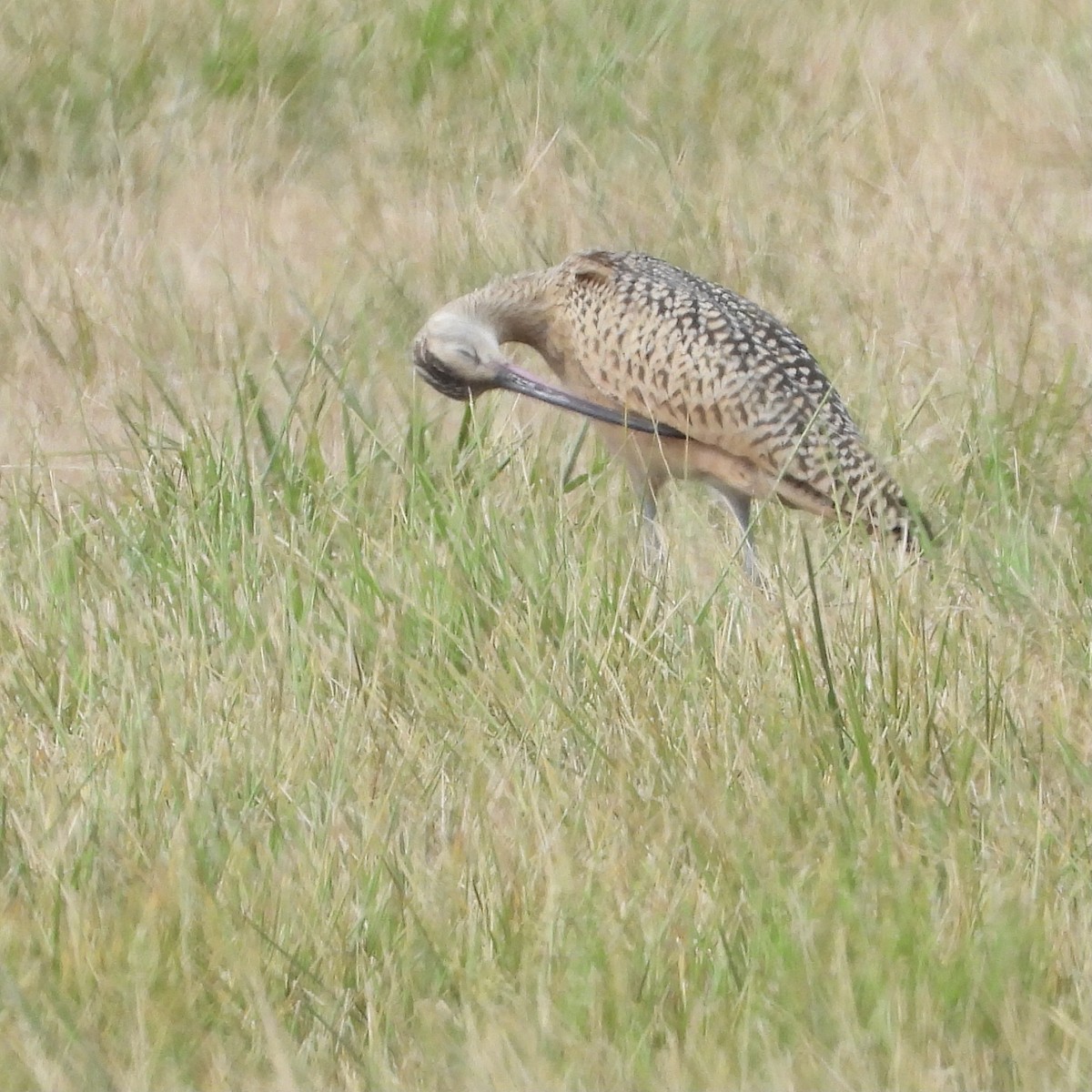 Rostbrachvogel - ML359902231