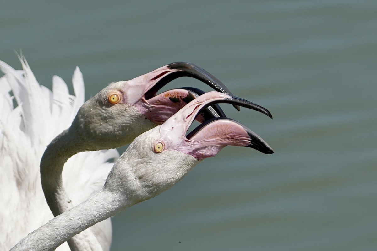 Greater Flamingo - Daniel Winzeler