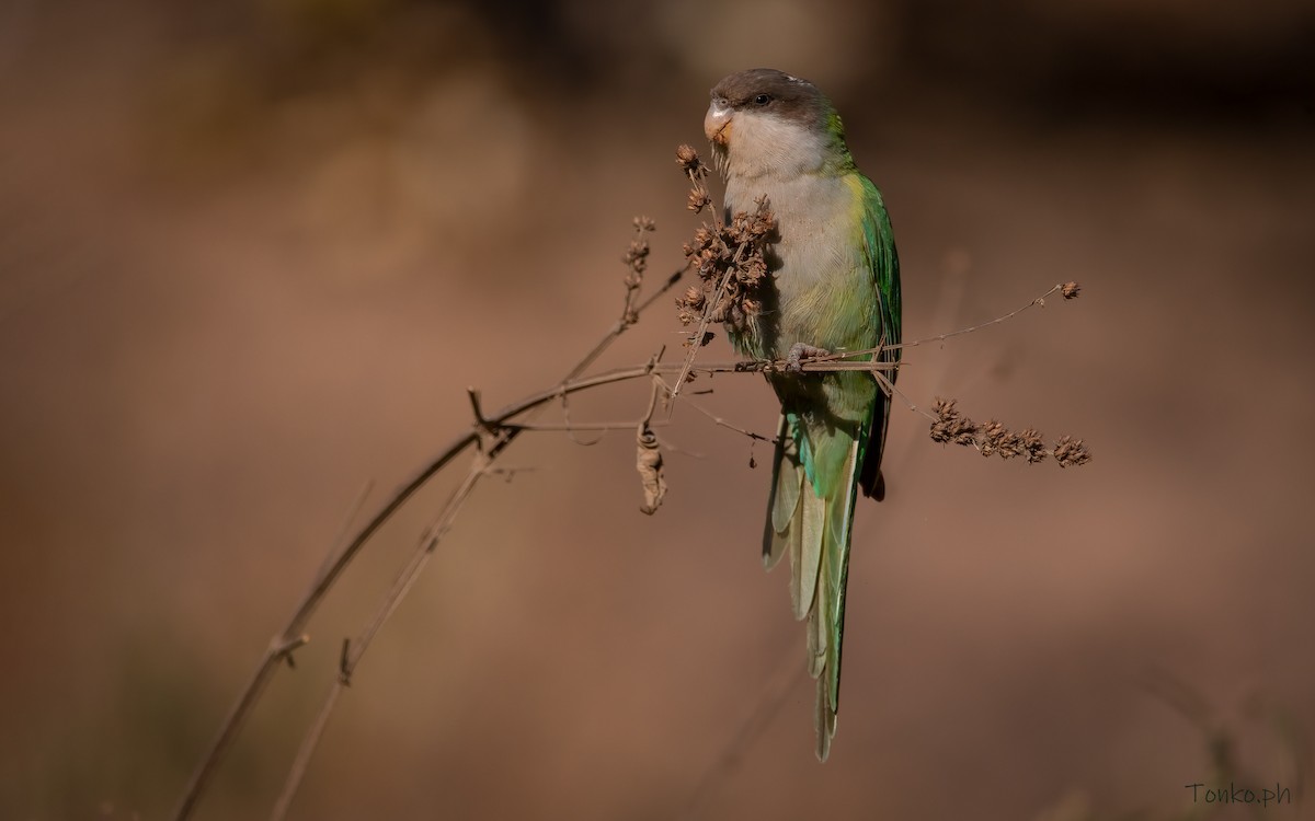 Gray-hooded Parakeet - Carlos Maure