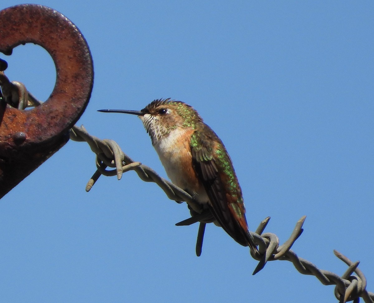 Rufous Hummingbird - ML359904601