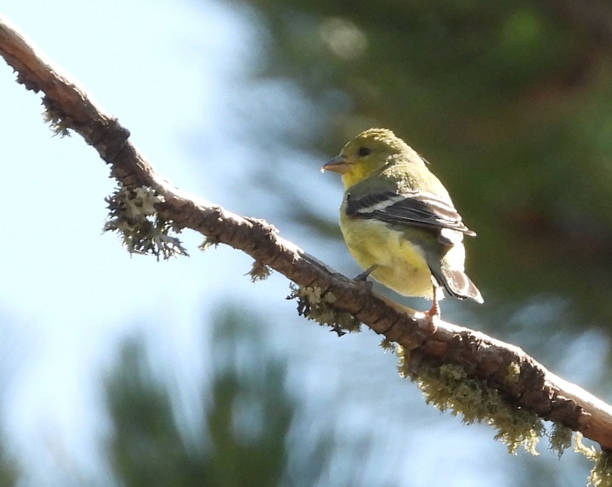 Lesser Goldfinch - ML359905201