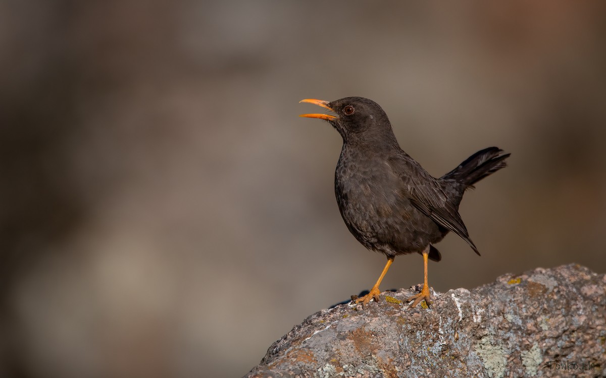 Chiguanco Thrush - ML359907681