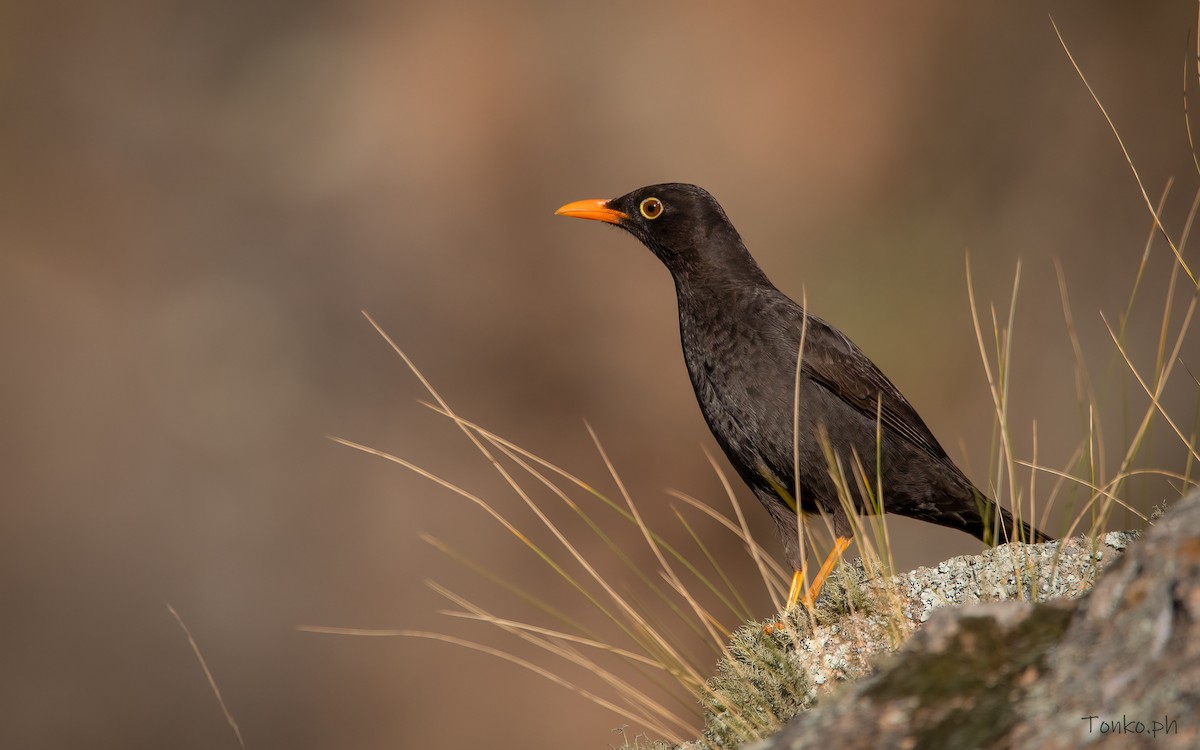 Chiguanco Thrush - Carlos Maure