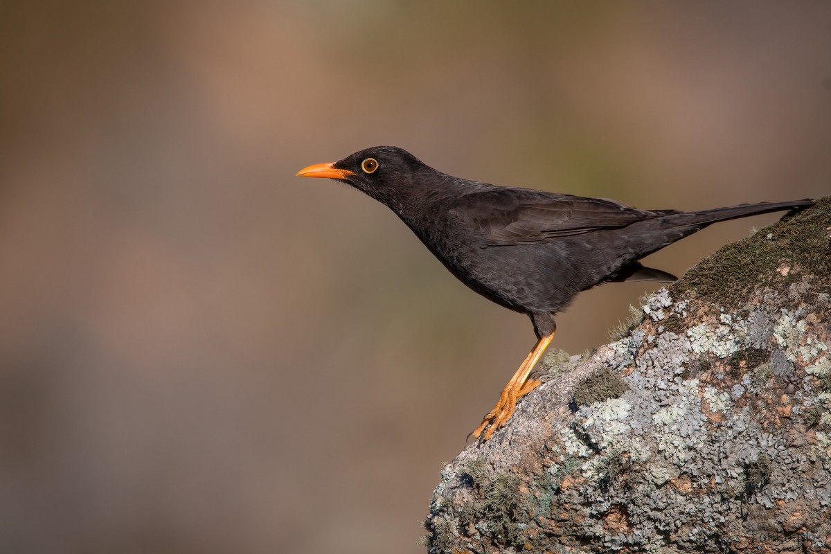 Chiguanco Thrush - ML359907711