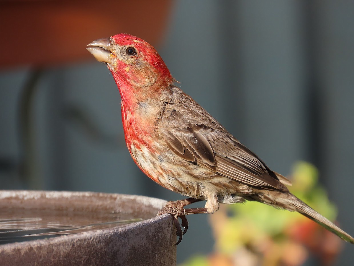 House Finch - ML359908881