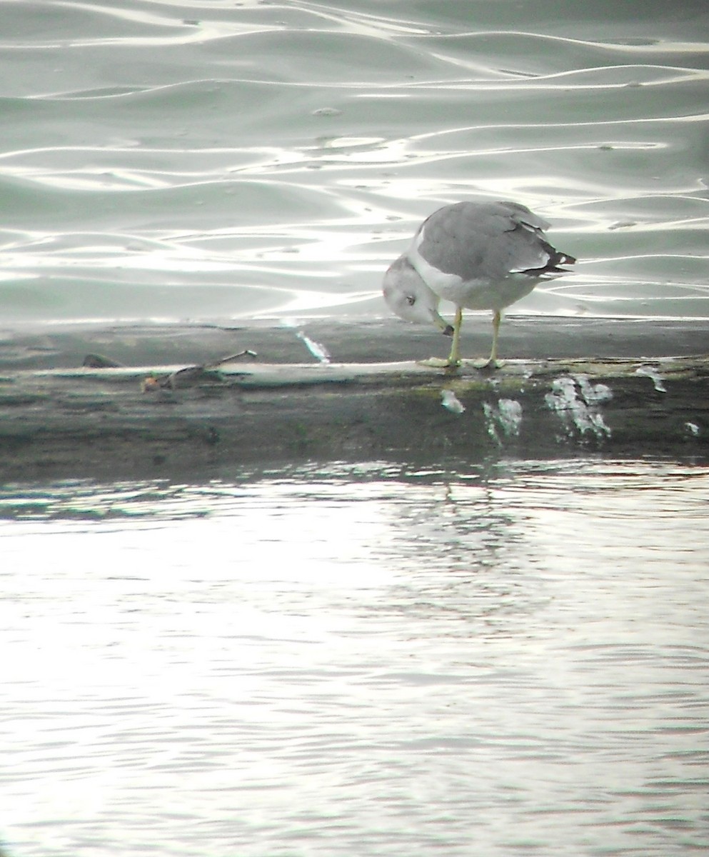 Black-tailed Gull - Marjorie Sladek