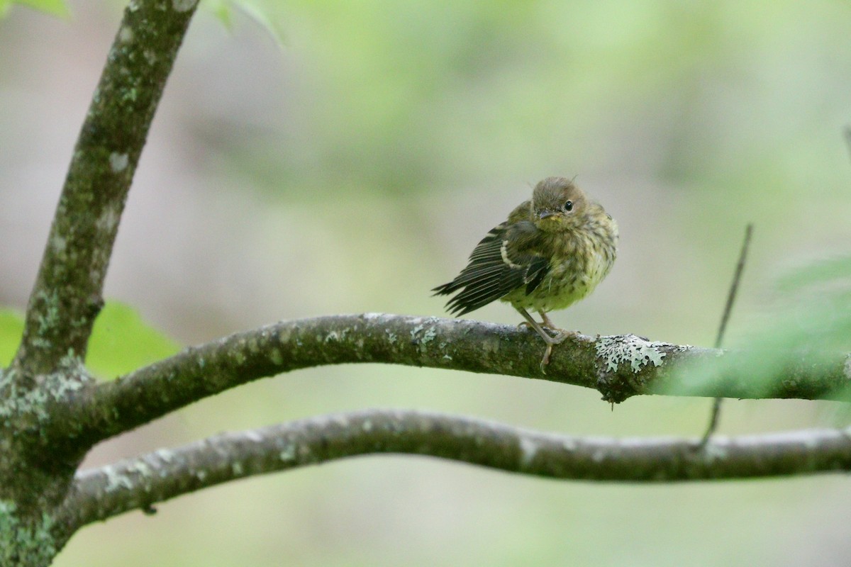 Magnolia Warbler - ML359910951