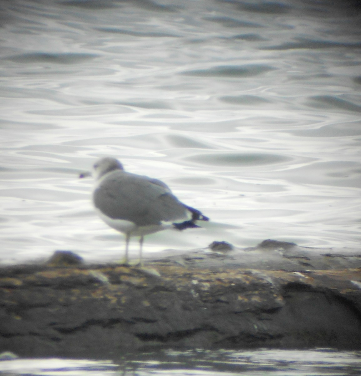 Black-tailed Gull - Marjorie Sladek