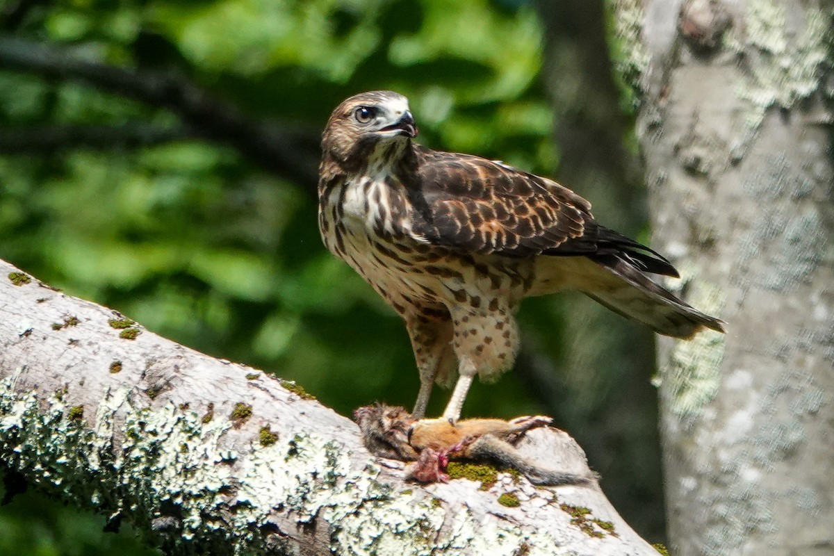 Broad-winged Hawk - ML359911671