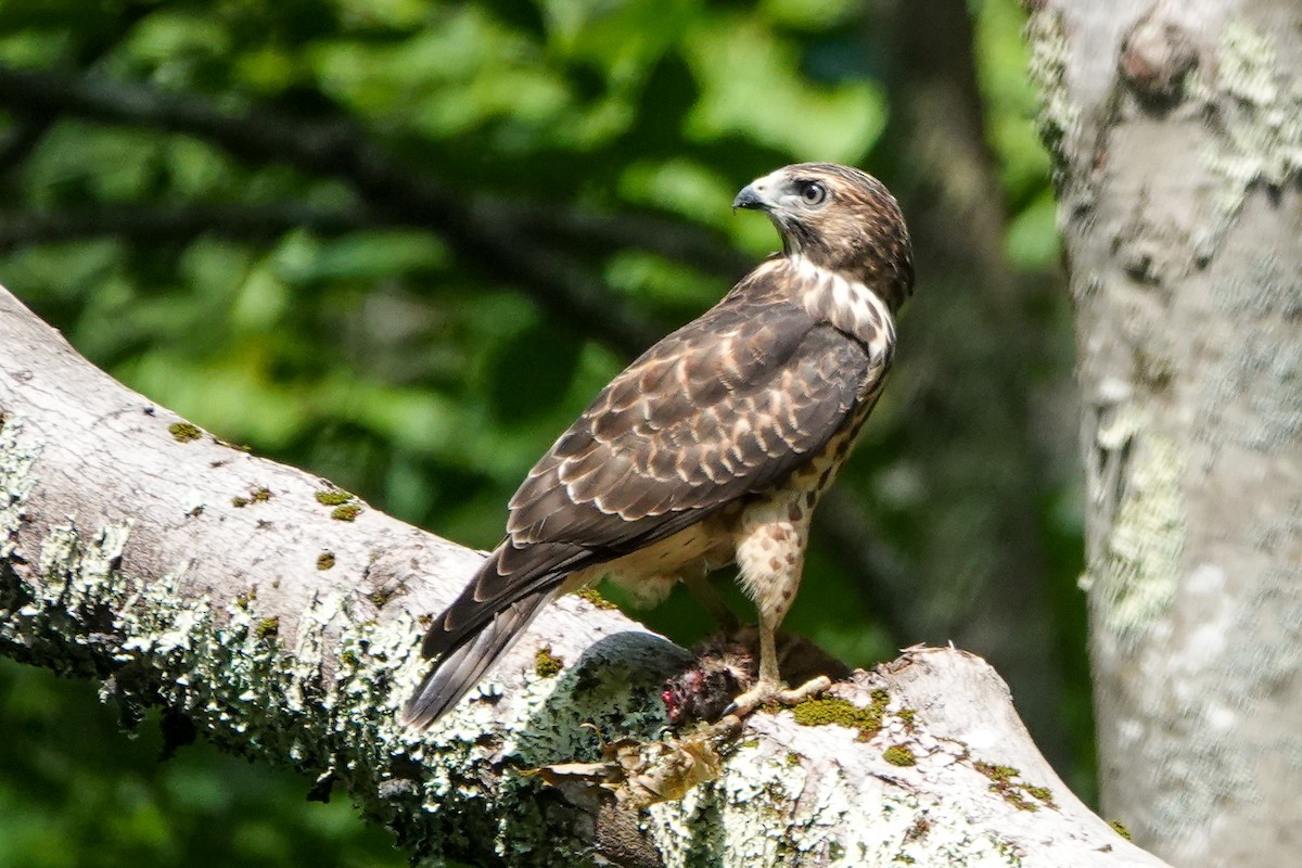 Broad-winged Hawk - ML359911701