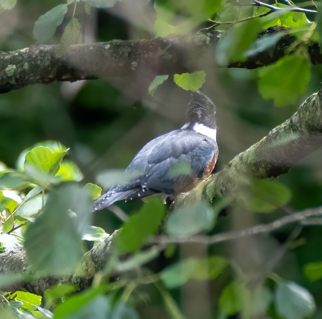 Belted Kingfisher - ML359911761