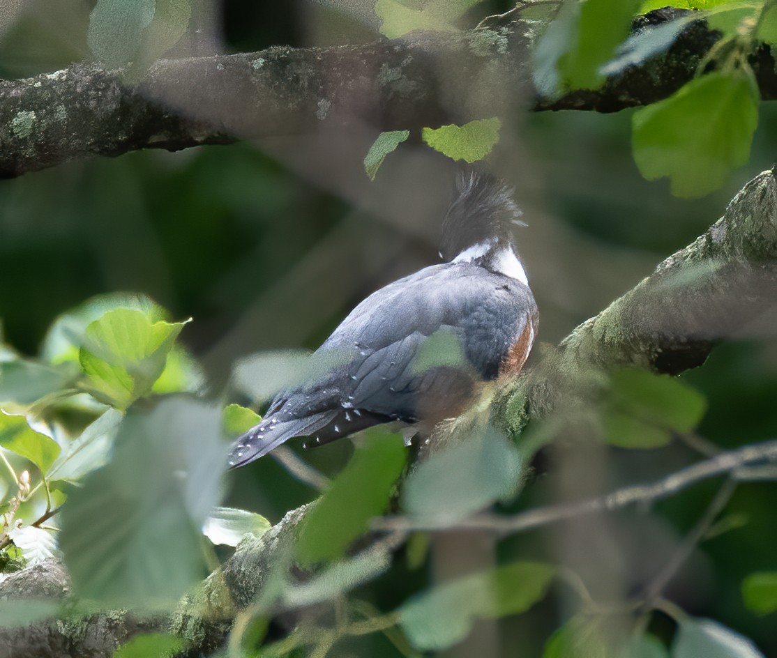 Belted Kingfisher - ML359911771