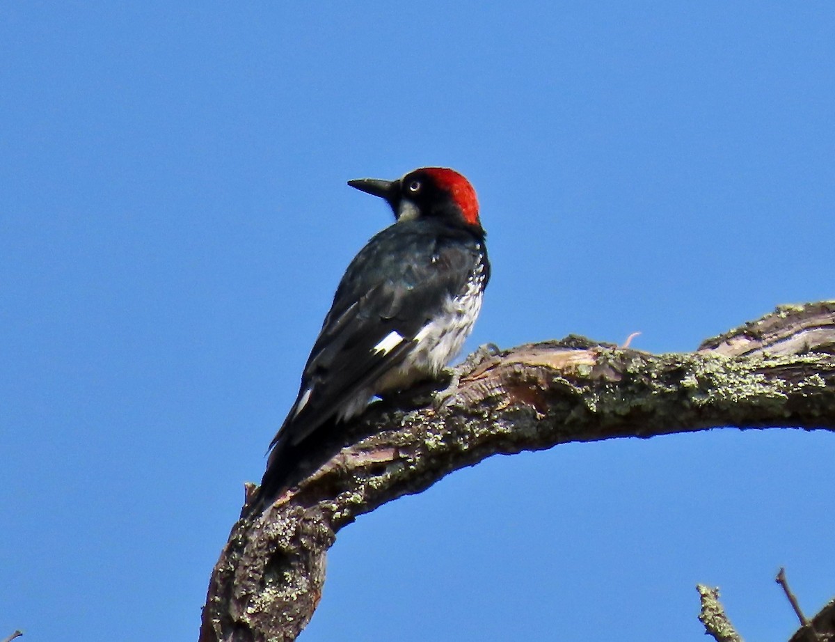 Acorn Woodpecker - ML359915511