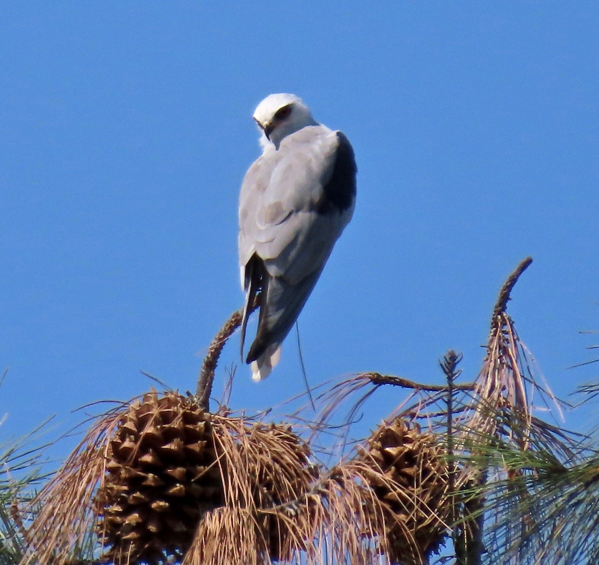 White-tailed Kite - ML359915921