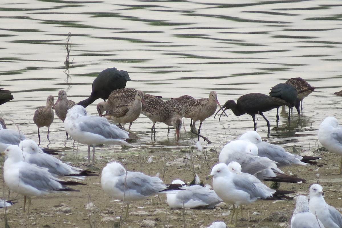 Marbled Godwit - ML359916561