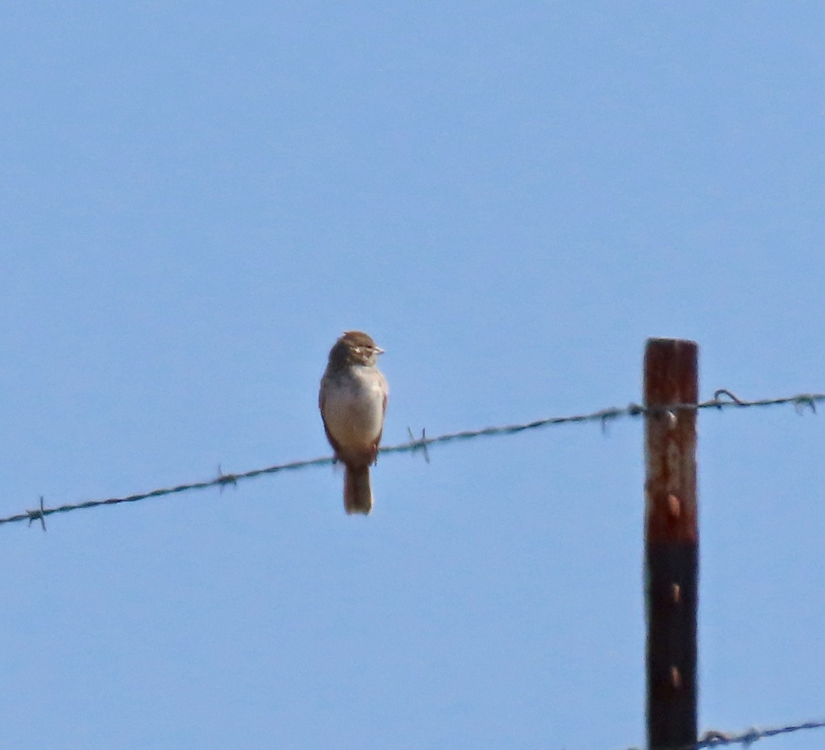 Lark Sparrow - ML359917951