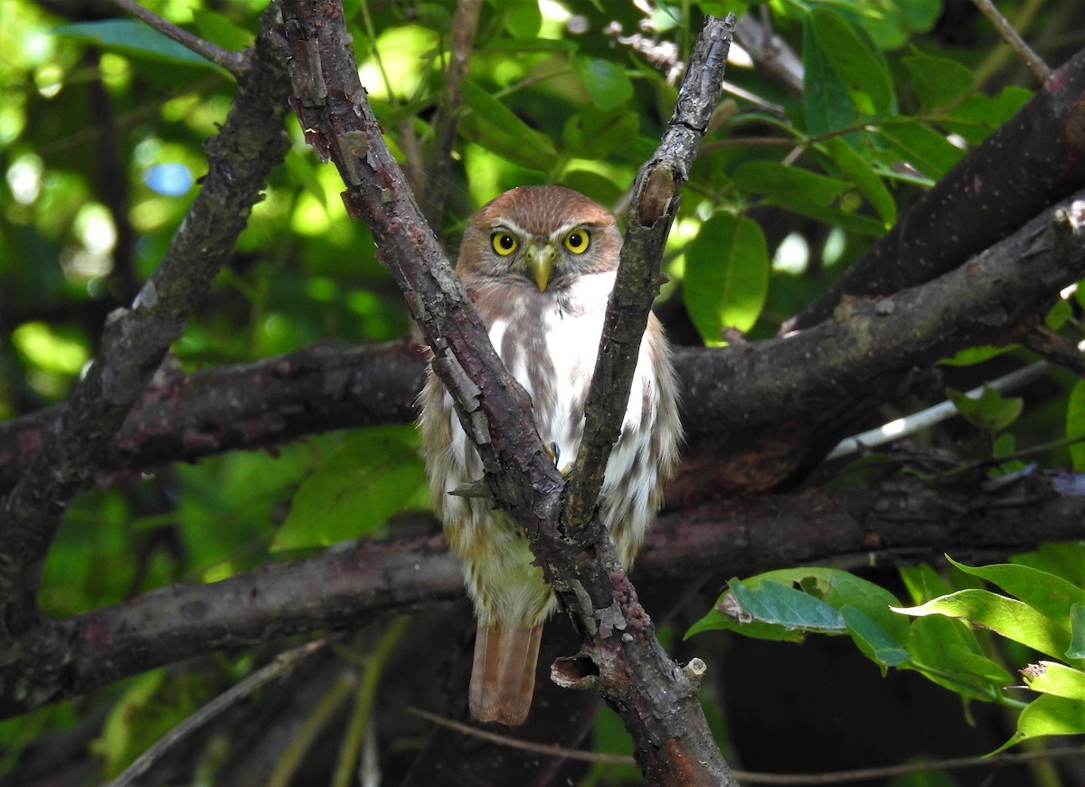 Ferruginous Pygmy-Owl - Robert Lambeck