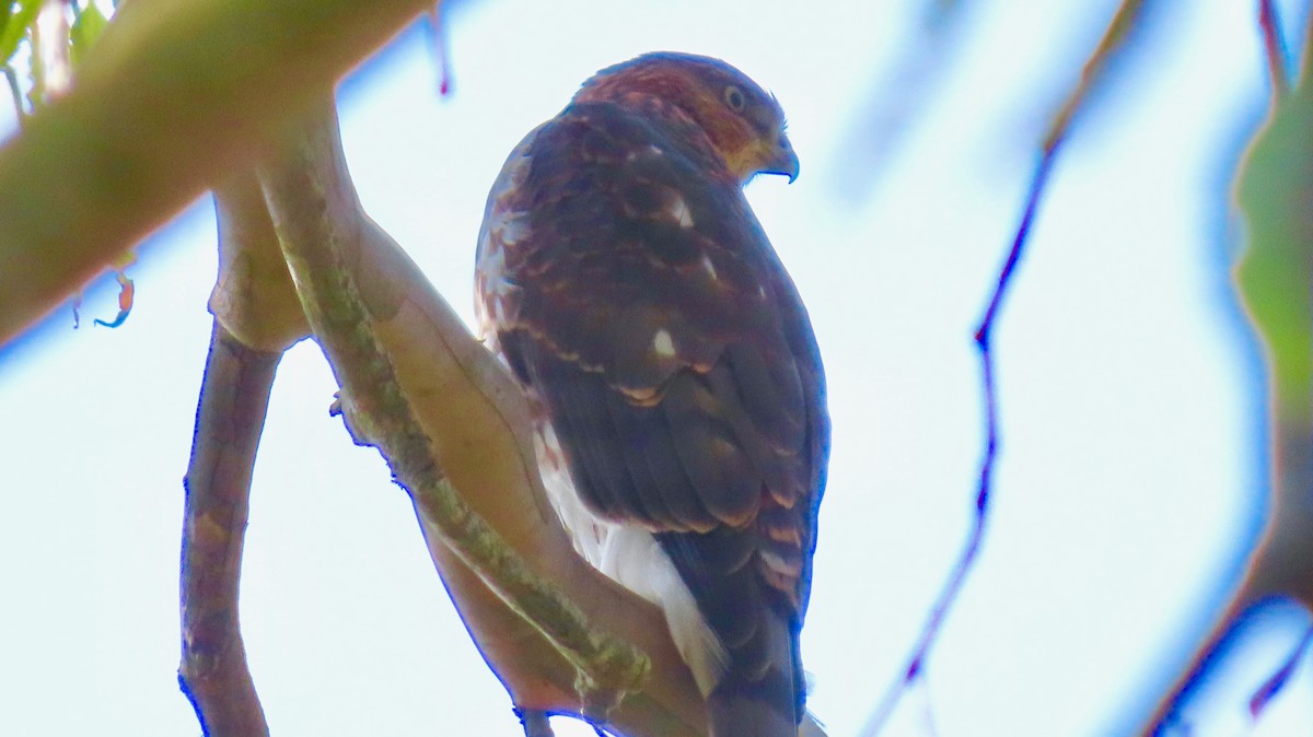 Cooper's Hawk - ML359919891