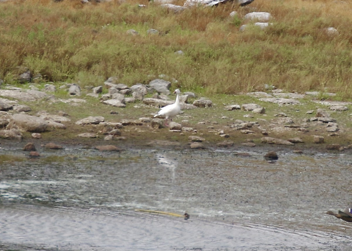 Snow Goose - ML359919911