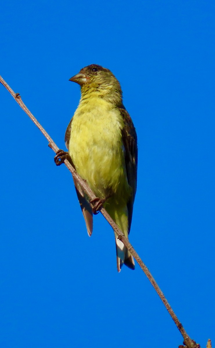 Lesser Goldfinch - ML359920681